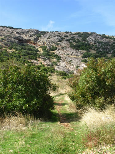 Cruzamos el olivar en dirección al cerro y, donde acaban los olivos, vemos una senda amplia que asciende por la ladera